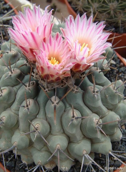 Thelocactus rinconensis v. phymathothelos ©JLcoll.4309